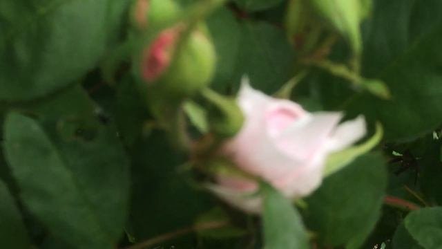 Rosier anglais buisson Barbara Austin de David Austin La beauté qui sincline.: