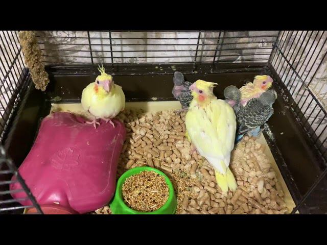Как говорить с попугаями чтобы они не чувствовали опасность? Нужно ли учить летать птицу?