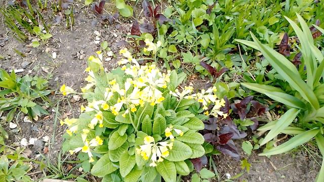 Клумба после заморозков в мае: все весенние цветы живы и благополучно пережили холода красиво цветут