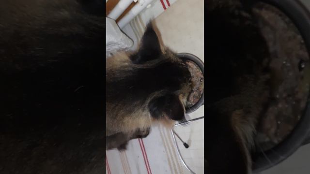 Завтрак кота, д-448 Четыре риса, влажный корм для кошек