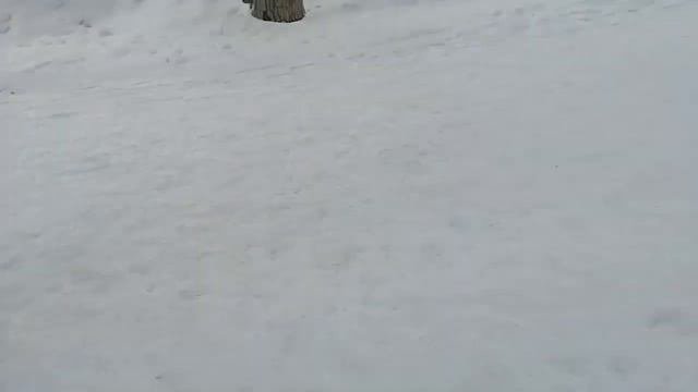 Блошка в Казани