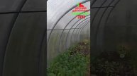 Отзыв на теплицу ComfortProm от довольной покупательницы!