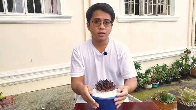 Echeveria Black Prince 101 / Basic Care, Troubleshooting & Propagation / Kalei Plants 🖤👑🖤
