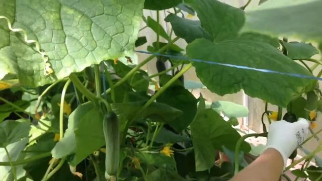 Сколько я собираю каждый день. Урожай огурцов Супер Беби. Огурцы в теплице.