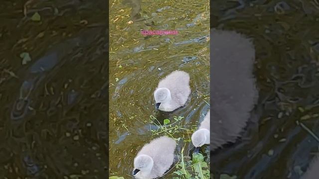 Лебедята на дачном пруду