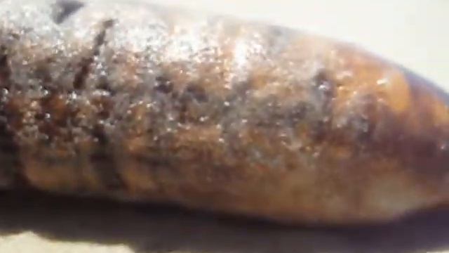 Shai-Hulud