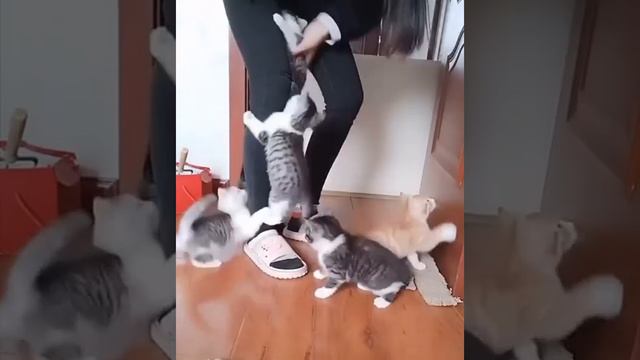 Kittens attack