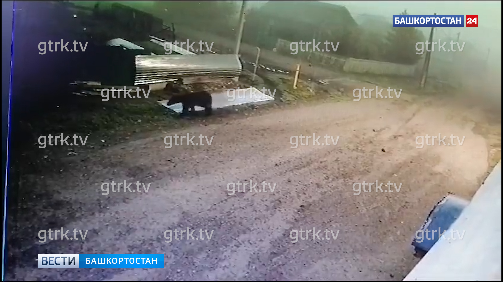 В Башкирии медведь вышел к жителям деревни и попал на видео