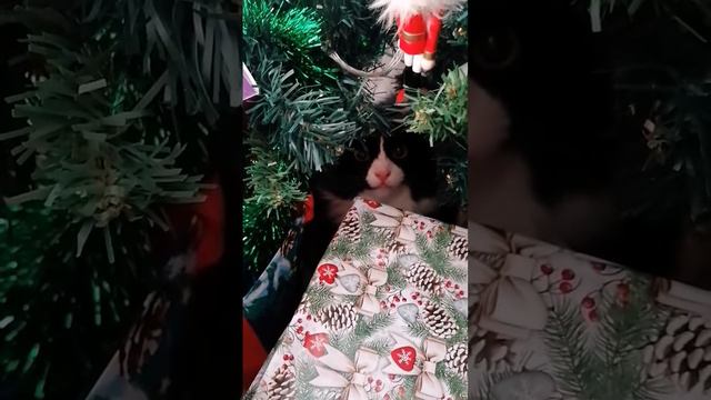 С НАСТУПАЮЩИМ РОЖДЕСТВОМ!!!