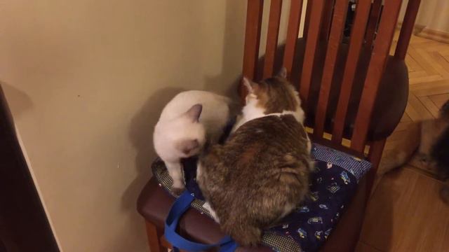 Тайский котёнок играет с кошкой