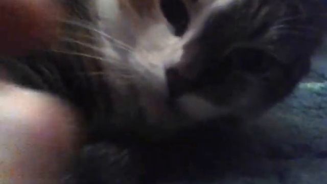 Кошка спит