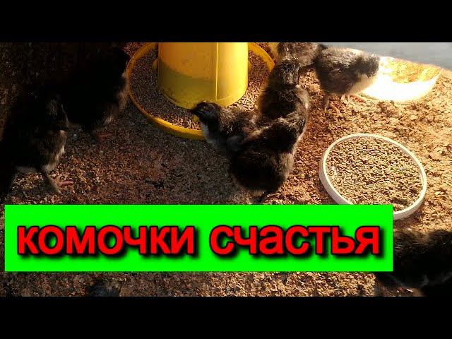 Вывод ЦЫПЛЯТА из инкубатора ВИДЕО ОТ ПОКУПАТЕЛЯ И ПОДПИСЧИКА