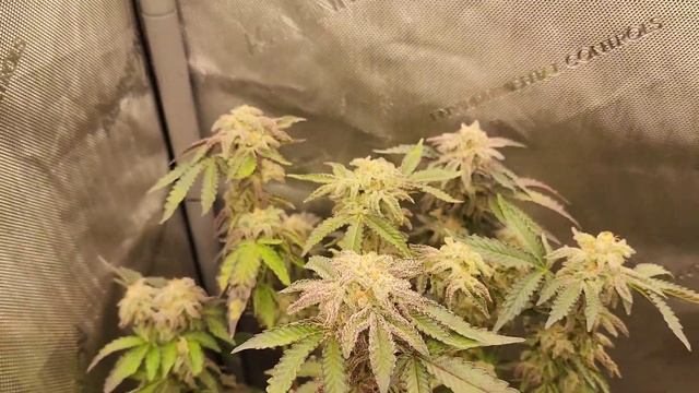 WEEK 10. Mac-1 Caps cut and Chimera#3 X Gary Payton.
