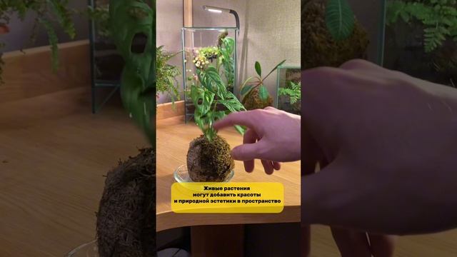 Влияние растений на человека!