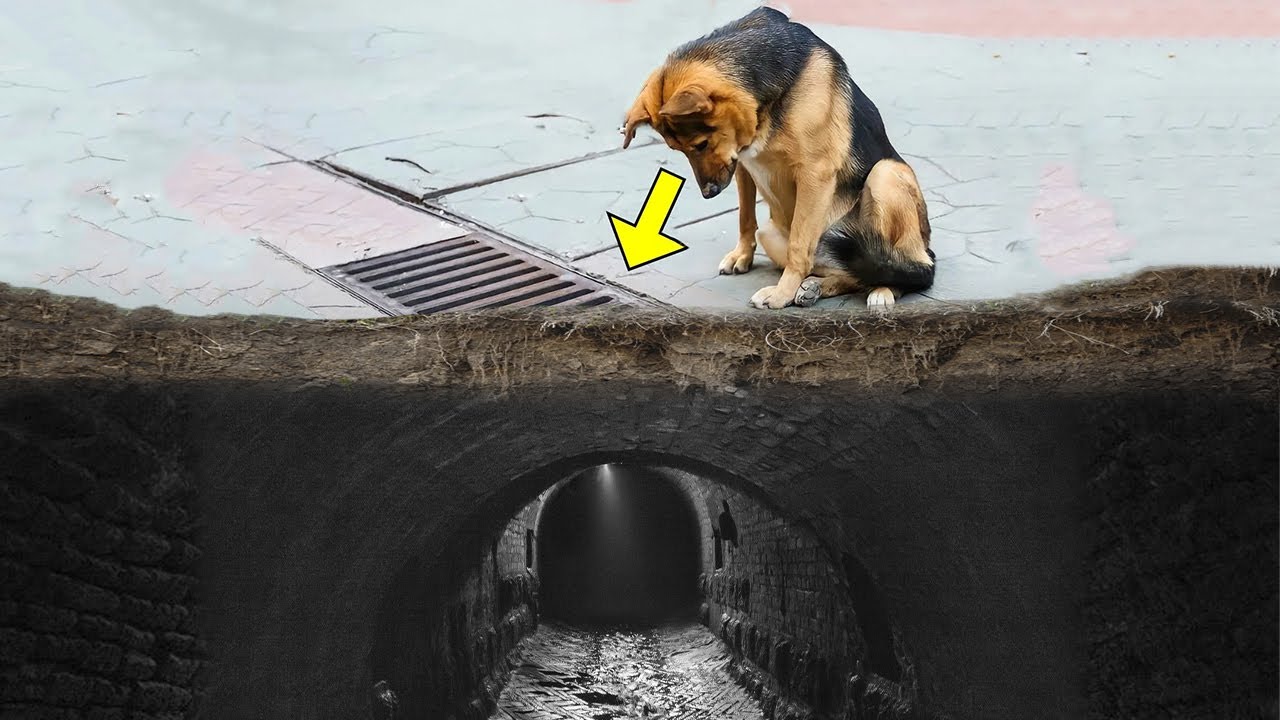 Собака каждый день заглядывала в ливневую канализацию, и когда ее открыли - люди всё поняли
