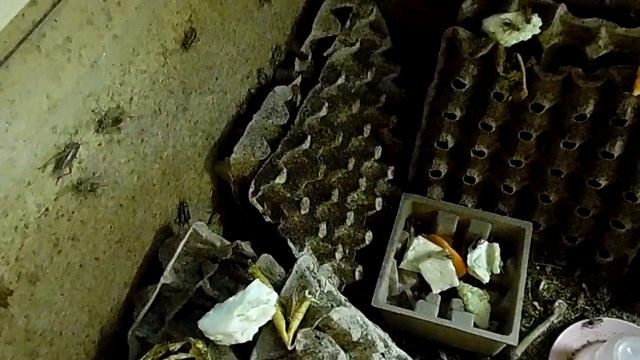 Домовой сверчок.