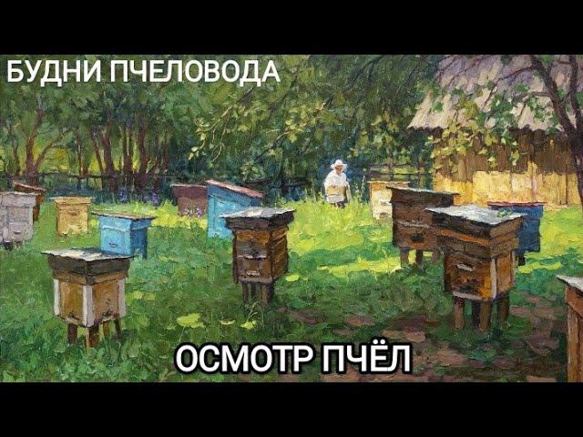 БУДНИ ПЧЕЛОВОДА| ОСМОТР СЕМЕЙ, РАБОТА НА ПАСЕКЕ