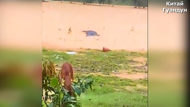 Наводнение-в КИТАЕ- 1000-лет таког0 не было. Нашествие крокодилов в провинции Гуандун