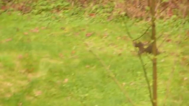 Cub stuck in fence  rescued by mother - Maple Ridge 2010