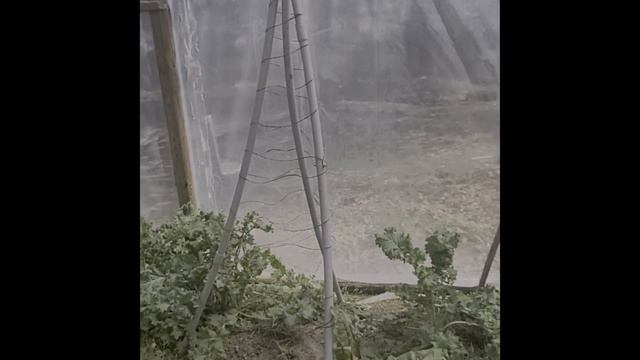 Early spring greenhouse tour