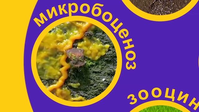 Культурно-развивающий проект Ноосфера. Тольятти. Биология. Часть 1.