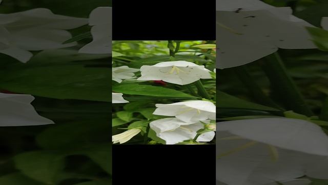Цветы