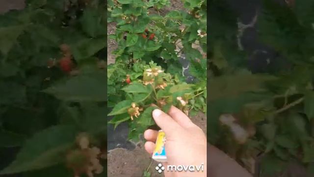 Дождался! ? Ежевика Блек Джем активно созревает на прошлогодних побегах.