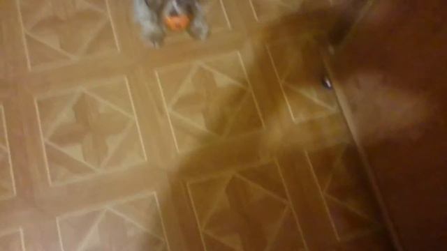Жадный Йорк