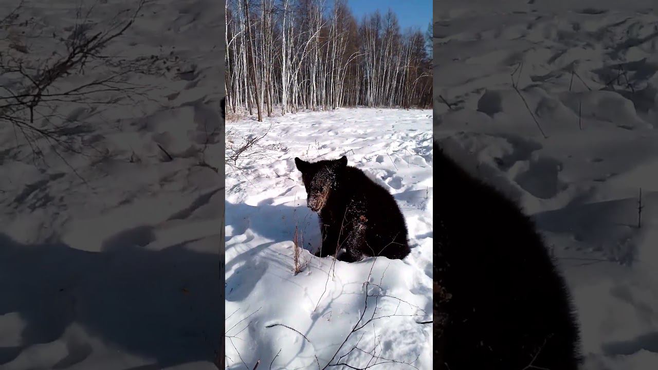 Лошади копытят а медведи лапатят.