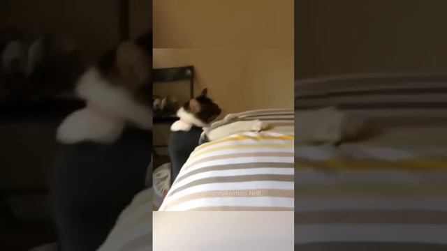 Смешные животные #144 #shorts