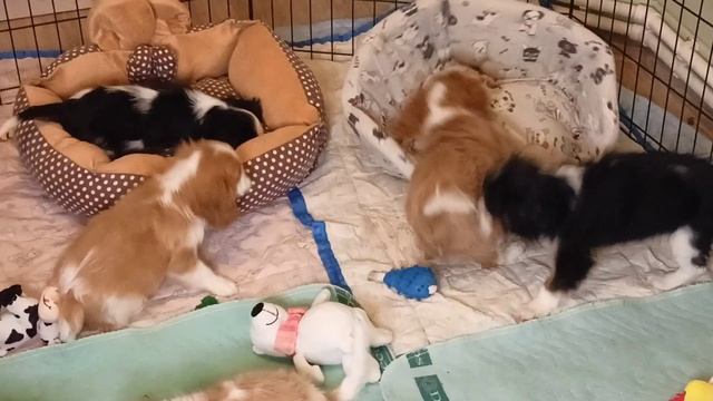 VID_20230731010604.mp4