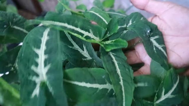 Review Syngonium Wendlandii