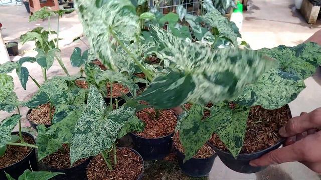 Tanaman hias varigata menor ekonomis syngonium mojito mottled