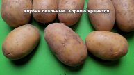 Сорт картофеля Вега.