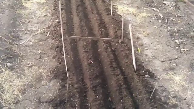 Огород теплица посадка редиса и салата. Сорта тепличного редиса.