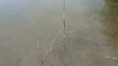 Рыбалка на пеленгаса!