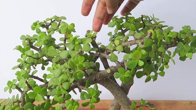 Portulacaria Afra Dwarf Jade Bonsai