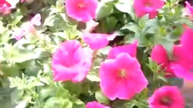 2014 Spring Trials: Syngenta Ramblin' Spreading Petunia