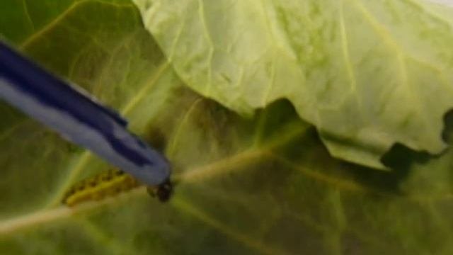 Defensive regurgitation in Pieris Brassicae