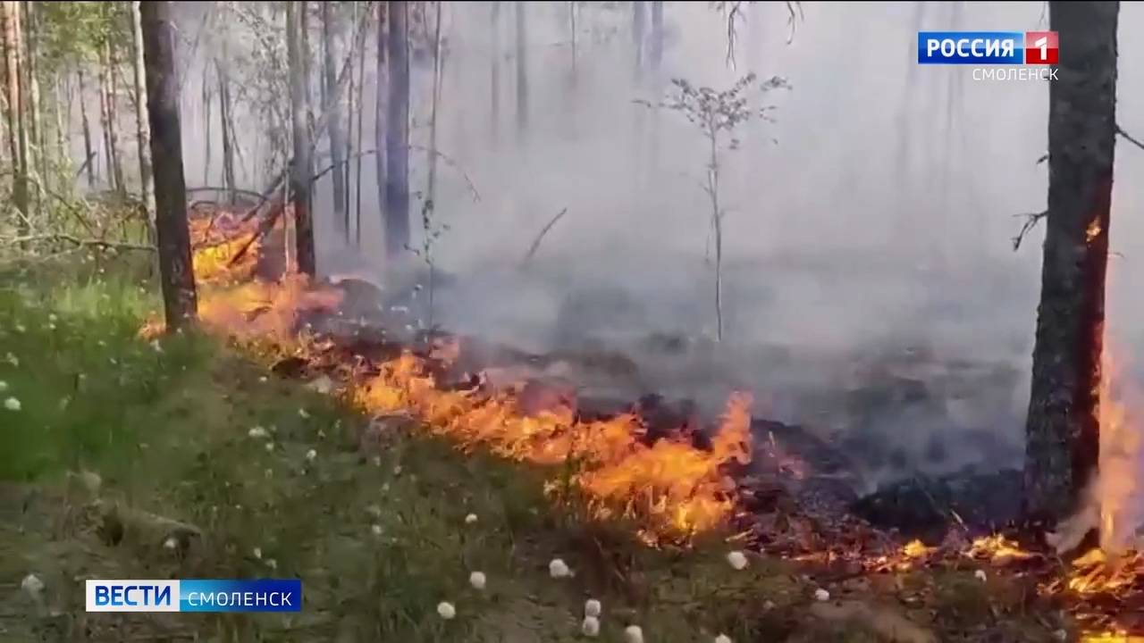 Вести-Смоленск - в шести районах Смоленщины действует особый противопожарный режим