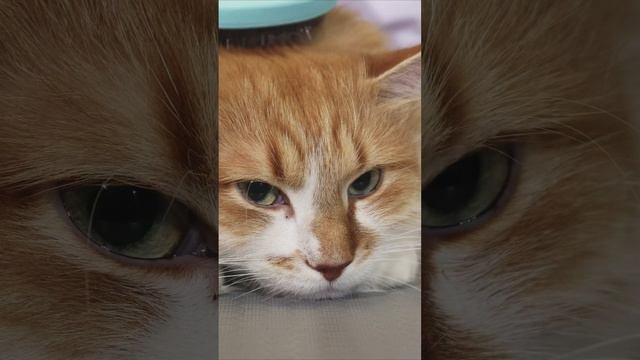 Топ фактов про котов!
