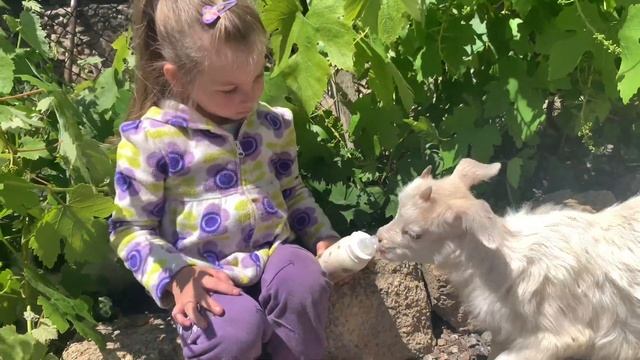 Жизнь в деревне, домашний зоопарк у бабушки - котята, козлята, утята, ёжик, собака.