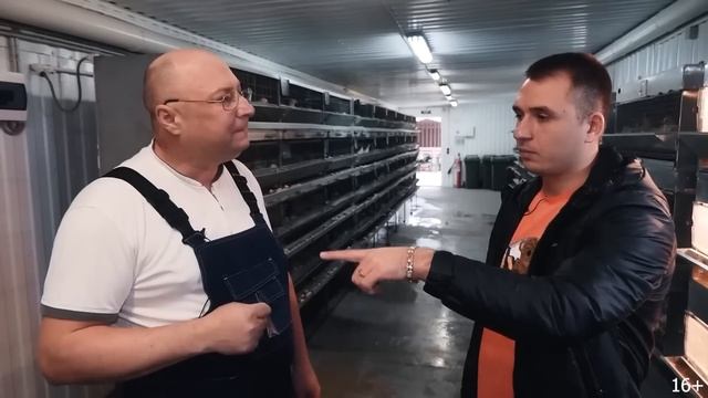 Разведение перепелов как бизнес. Вся правда о содержании перепелов. Яйцо или мясо