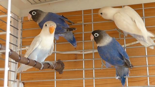 Белая мутация Маскового неразлучника