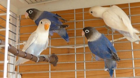 Белая мутация Маскового неразлучника