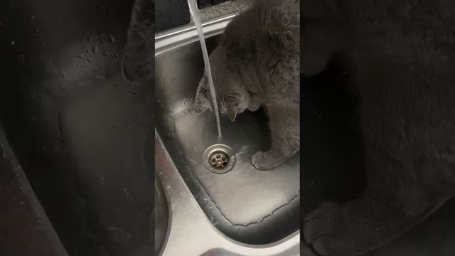 Тимошка Питерский и струя воды