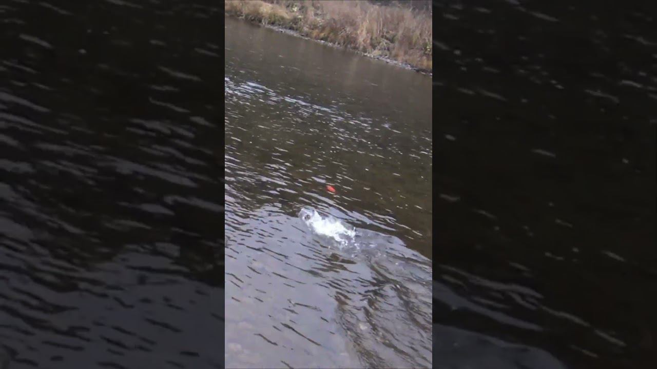 На Удочку на Червя поймал Рыбу на 3 килограмма Ленок #дмитрийяков #рыбалка #fishing #тайга #удочка