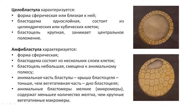 Дрождина Е.П. Индивидуальное развитие