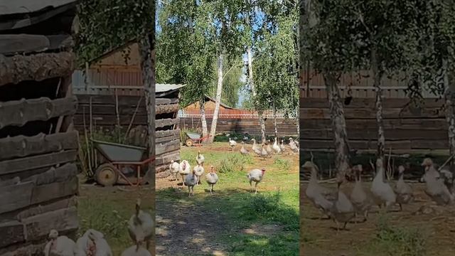 1000044808.mov