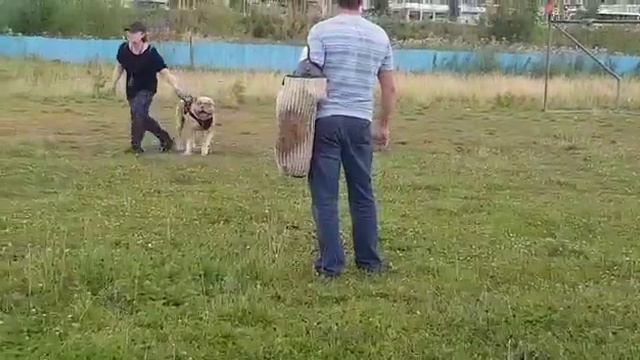 Вито. Американский бульдог. Защита.